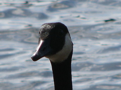 Closeup of a Canadian Goose  Branta canadensis,Canada Goose,Geese,Norway,Wildlife Animals,bird,wildlife