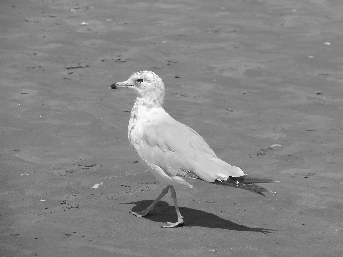 Seagull This picture was taken at the beach in Coney Island, New York. Geotagged,Seabirds,United States,Wildlife Animals,bird,seagull,wildlife