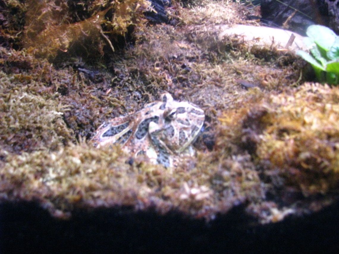 Frog This picture was taken in The New York Aquarium. I do not know the type of frog. Geotagged,New York,United States,new york aquarium