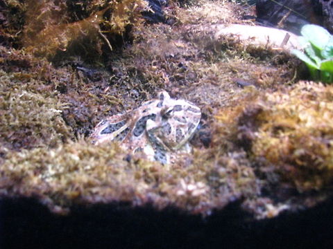 Frog This picture was taken in The New York Aquarium. I do not know the type of frog. Geotagged,New York,United States,new york aquarium