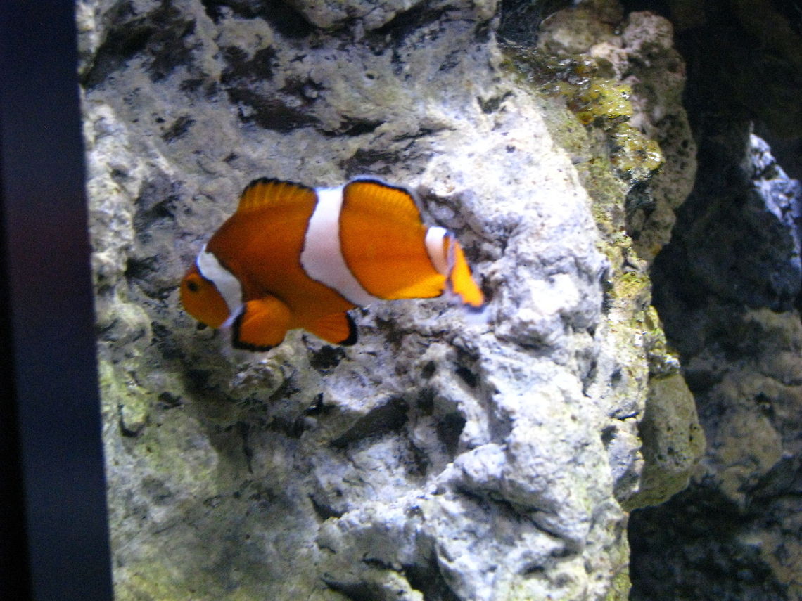 Nemo  Amphiprion ocellaris,Geotagged,New York,Ocellaris Clownfish,United States,fish,new york aquarium
