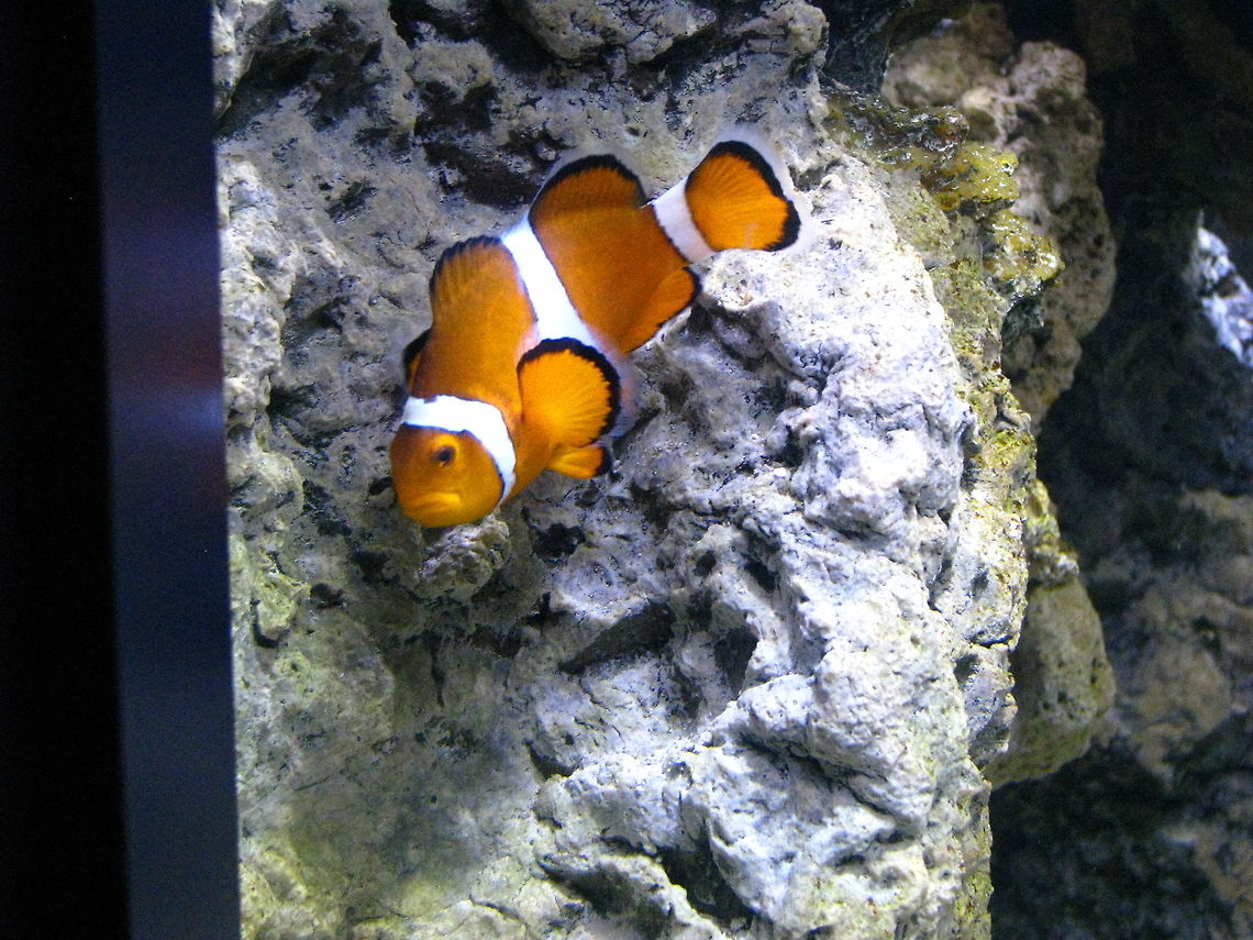 Lovely fish  Amphiprion ocellaris,Geotagged,New York,Ocellaris Clownfish,United States,fish,new york aquarium