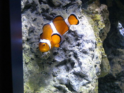 Lovely fish  Amphiprion ocellaris,Geotagged,New York,Ocellaris Clownfish,United States,fish,new york aquarium