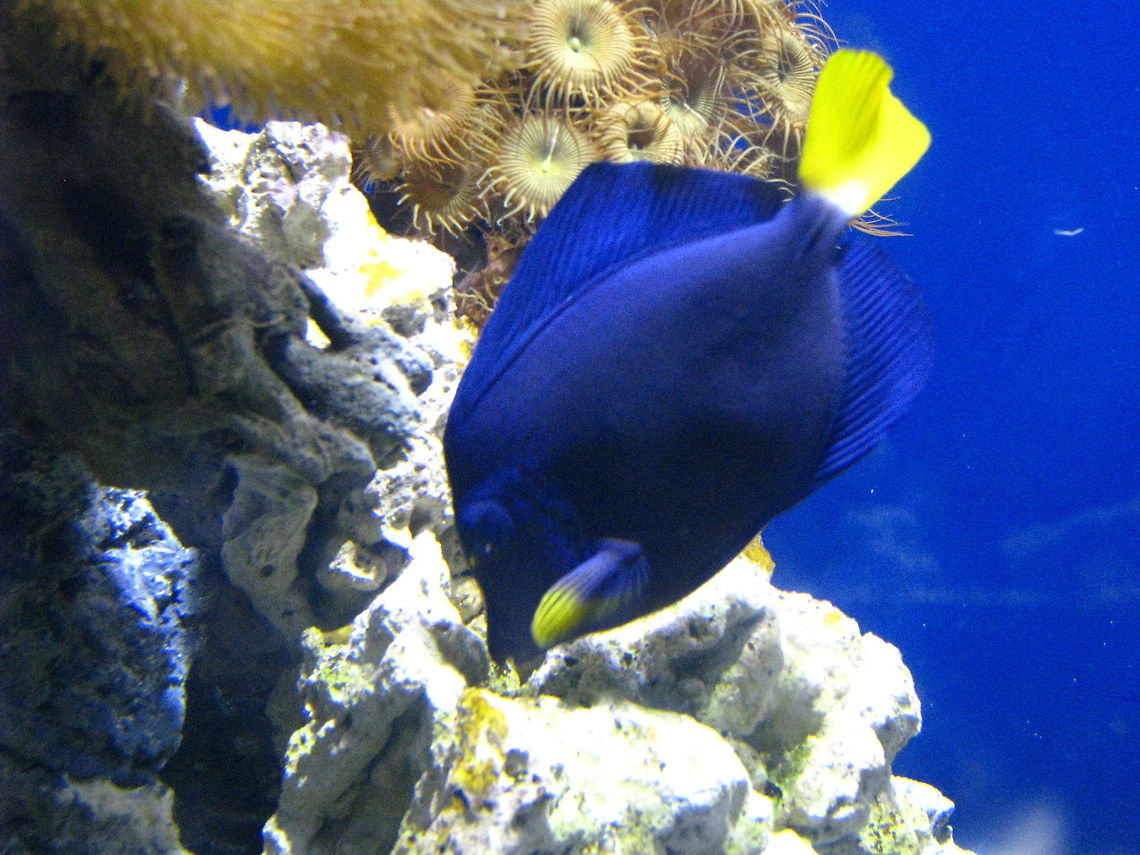 Blue fish  Geotagged,New York,Purple Tang,United States,Zebrasoma xanthurum,fish,new york aquarium