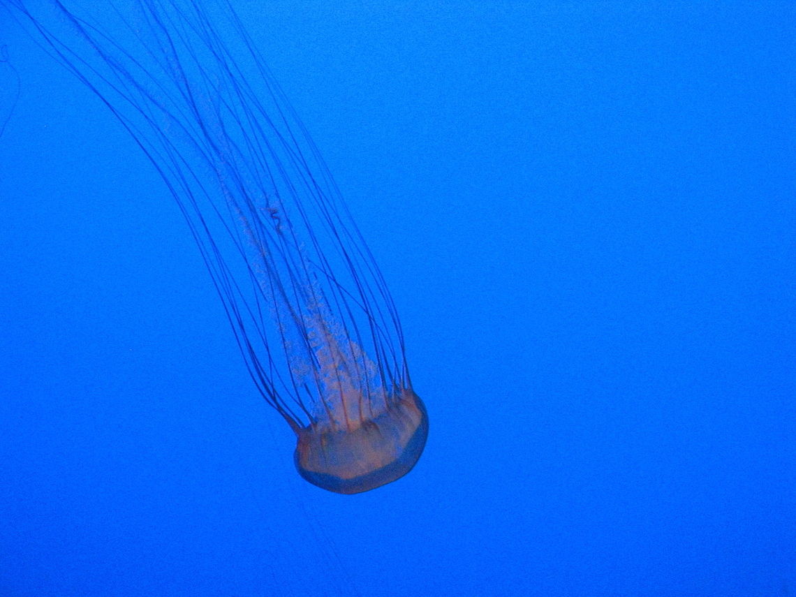 Wonderful Jellyfish  Jellyfish,New York,United States,new york aquarium