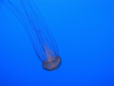Wonderful Jellyfish  Jellyfish,New York,United States,new york aquarium