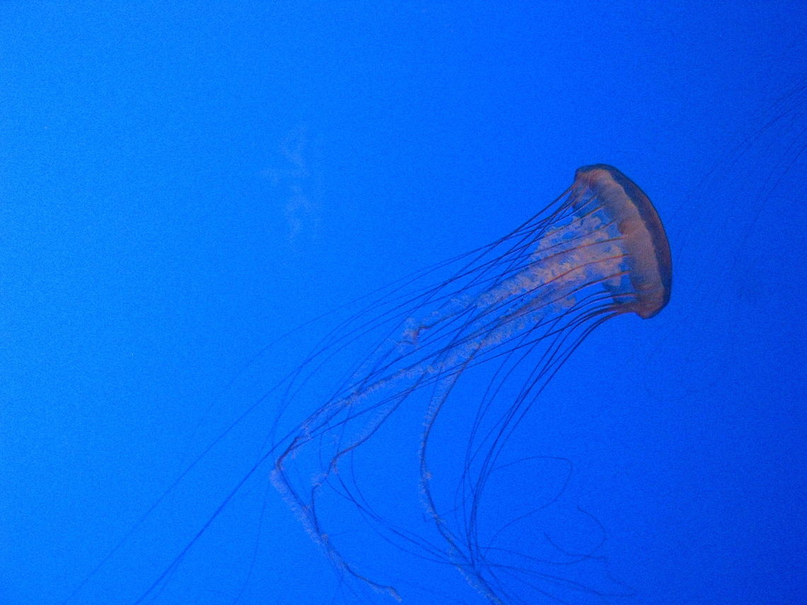 Jellyfish  Geotagged,Jellyfish,New York,United States,new york aquarium