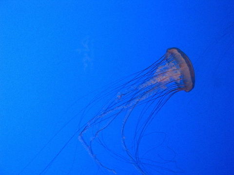 Jellyfish  Geotagged,Jellyfish,New York,United States,new york aquarium