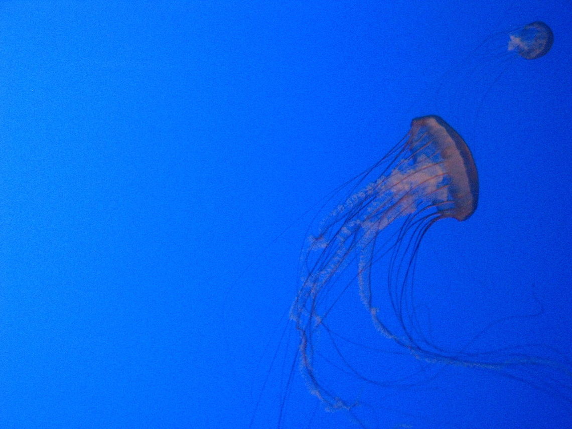 Wonder of the sea  Geotagged,Jellyfish,New York,United States,new york aquarium