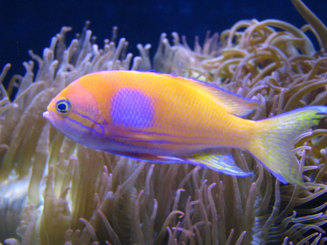 Colorful fish  Fish,Geotagged,New York,United States,new york aquarium