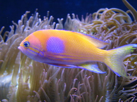 Colorful fish  Fish,Geotagged,New York,United States,new york aquarium