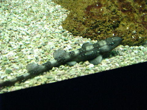 Greyish fish in The New York Aquarium Catshark Chiloscyllium plagiosum,Geotagged,United States,Whitespotted bamboo shark,fish,new york,new york aquarium