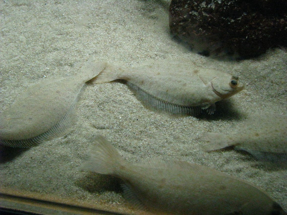 Fishes in The New York Aquarium  Geotagged,New York,United States,fish,new york aquarium