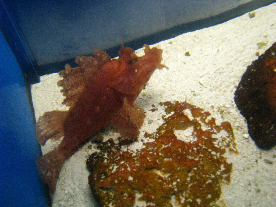 Funny looking fish  Geotagged,New York,Rhinopias frondosa,United States,Weedy scorpionfish,fish,new york aquarium