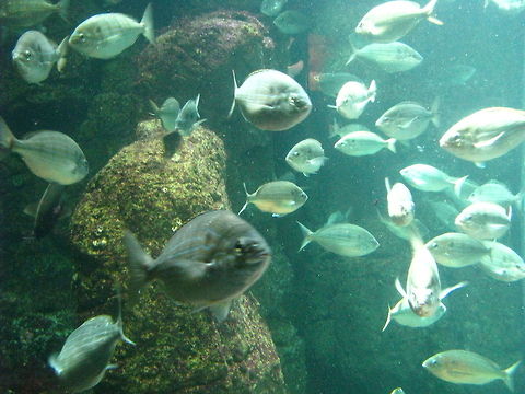 Pinfish in The New York Aquarium  Geotagged,Lagodon rhomboides,New York,United States,fish,new york aquarium