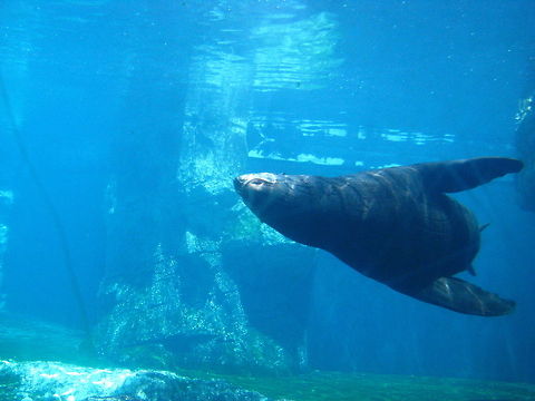 Magnificant creature  California sea lion,Geotagged,New York,United States,Zalophus californianus,new york aquarium