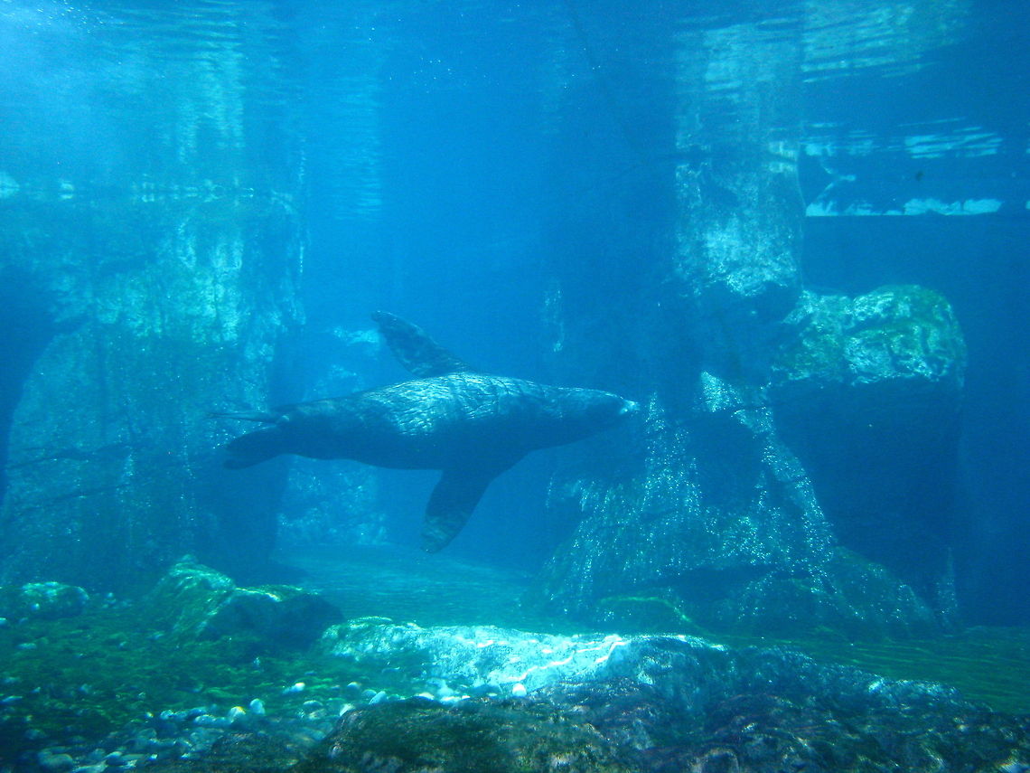 Living life under water  California sea lion,Geotagged,New York,United States,Zalophus californianus,new york aquarium