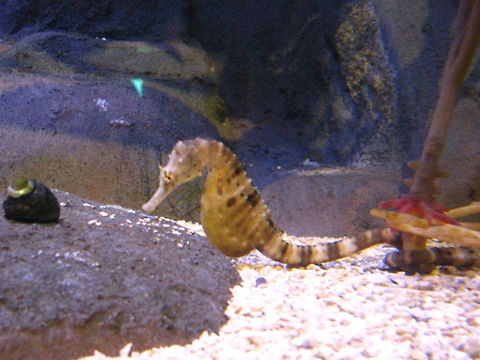 Seahorse  Geotagged,Hippocampus histrix,New York,Spiny seahorse,United States,new york aquarium