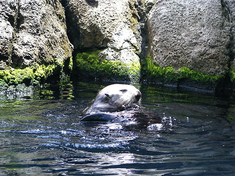 Sunbading  Enhydra lutris,Geotagged,New York,Sea otter,United States,Wildlife Animals,new york aquarium,wildlife