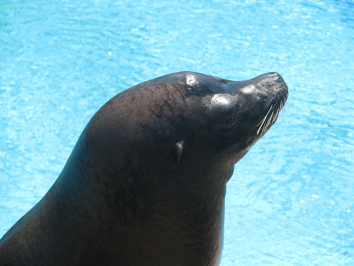 Good lookin guy at The New York Aquarium  Geotagged,Harbor (common) seal,New York,Phoca vitulina,United States,Wildlife Animals,new york aquarium