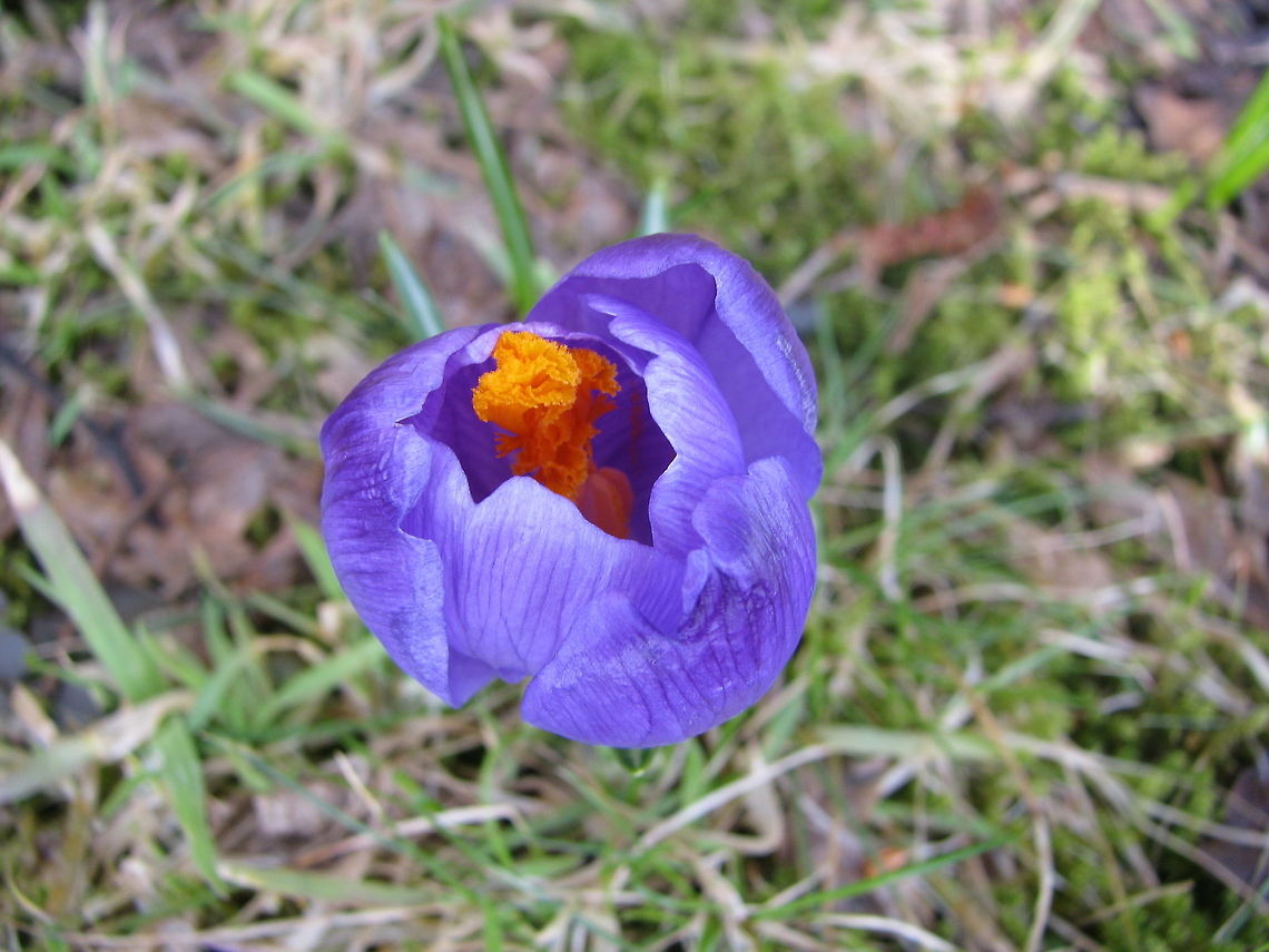 Springtime is here  Crocus vernus,Flowers,Geotagged,Norway,Spring Crocus,Wildflowers,crocus,garden-flower