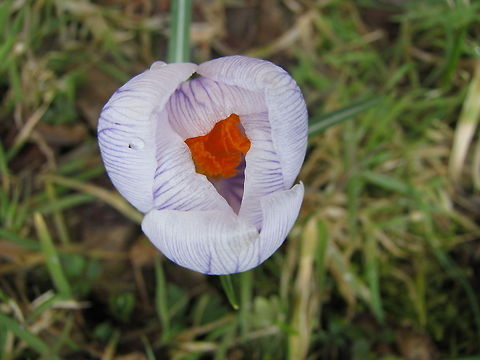 A sign og spring  Crocus vernus,Flowers,Geotagged,Norway,Spring Crocus,Wildflowers,crocus,flower,garden-flower