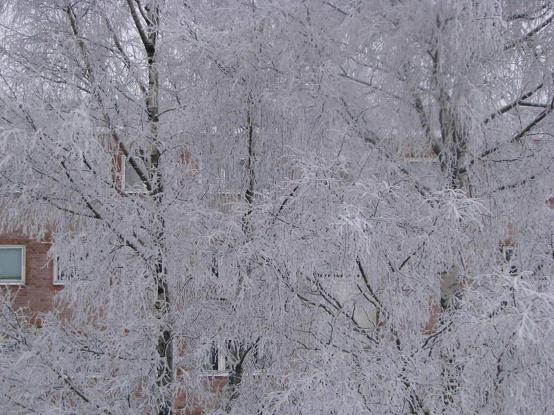 Winter wonderland  Geotagged,Norway,frost,snow,winter