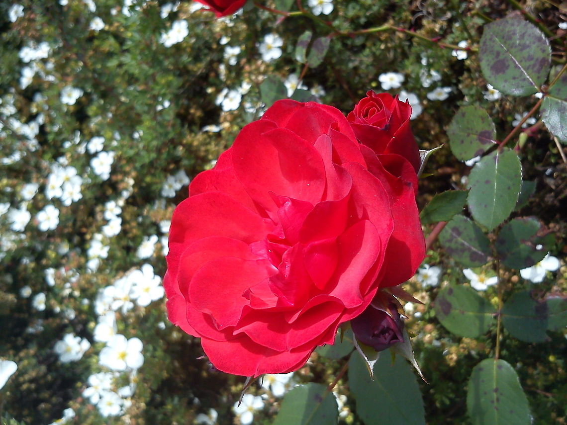 Red rose Picture taken in Norway. Geotagged,Norway,Rose,flower,garden-flower