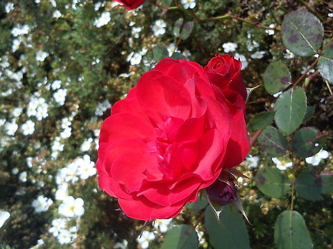 Red rose Picture taken in Norway. Geotagged,Norway,Rose,flower,garden-flower