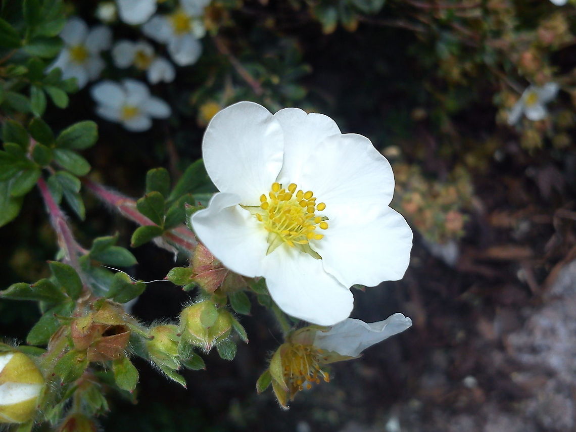 Wonders of nature Picture taken in Norway Geotagged,Norway,flower