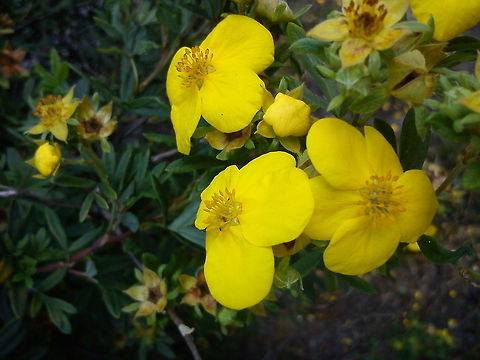 Wonderful yellow flowers Picture taken in Norway. Flowers,Geotagged,Norway,flower