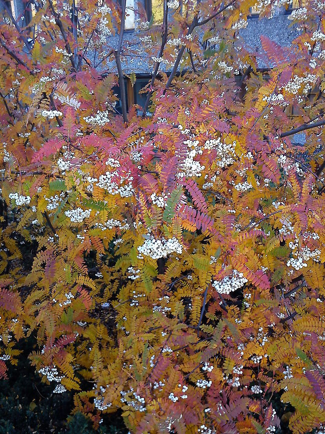 Wonderful colours  Geotagged,Norway,Sorbus glabrescens,flower,plant