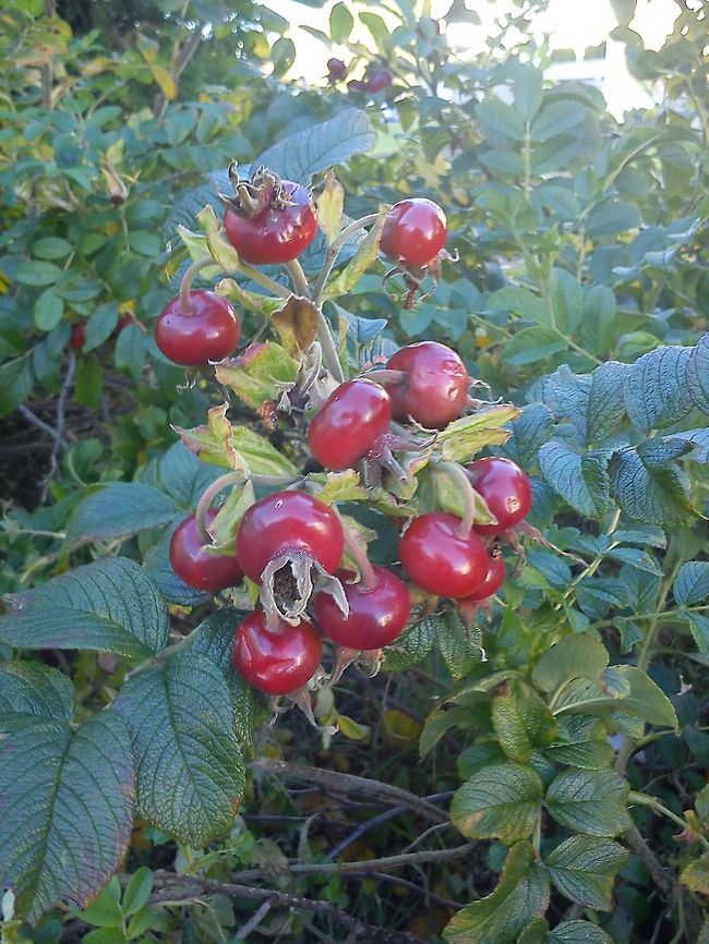Rose hips  Dog Rose,Geotagged,Norway,Rosa canina,Rose Haws,Rose Heps,Rose Hips