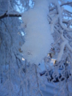 Frosty tree  Geotagged,Norway,frost,snow,winter