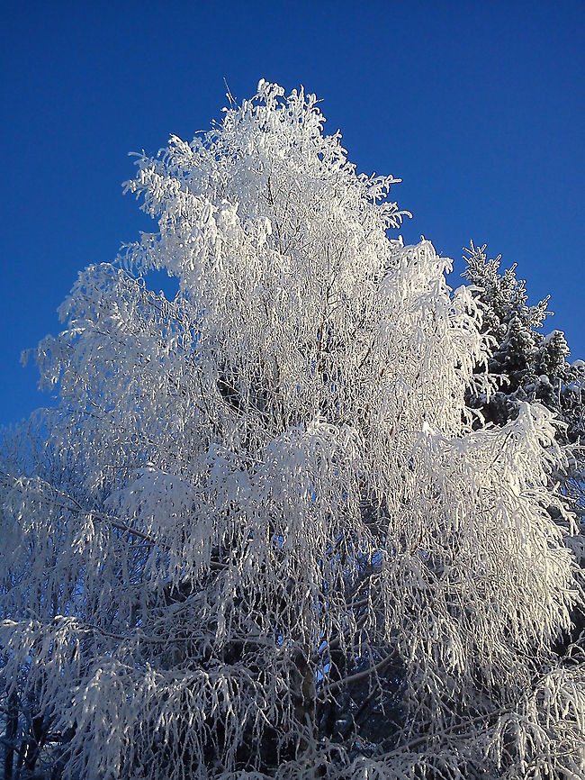 Wintertime is magic  Geotagged,Norway,frost,nature,snow,winter
