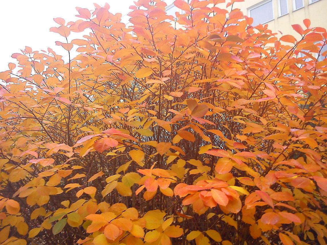 Fall in all it's glory  Fall,Geotagged,Norway,autumn,color