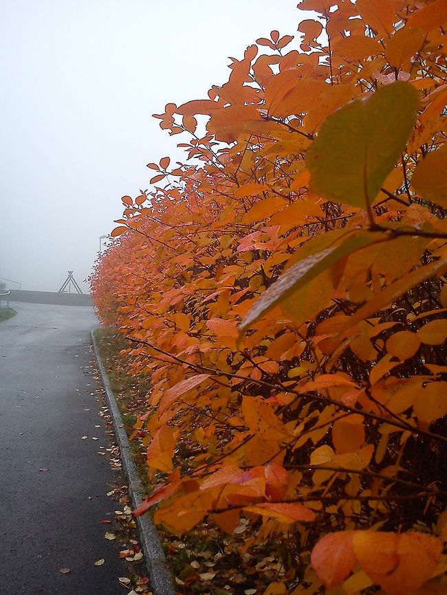Mystical fall  Fall,Geotagged,Norway,autumn,color,fog