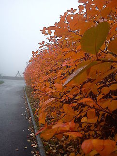 Mystical fall  Fall,Geotagged,Norway,autumn,color,fog