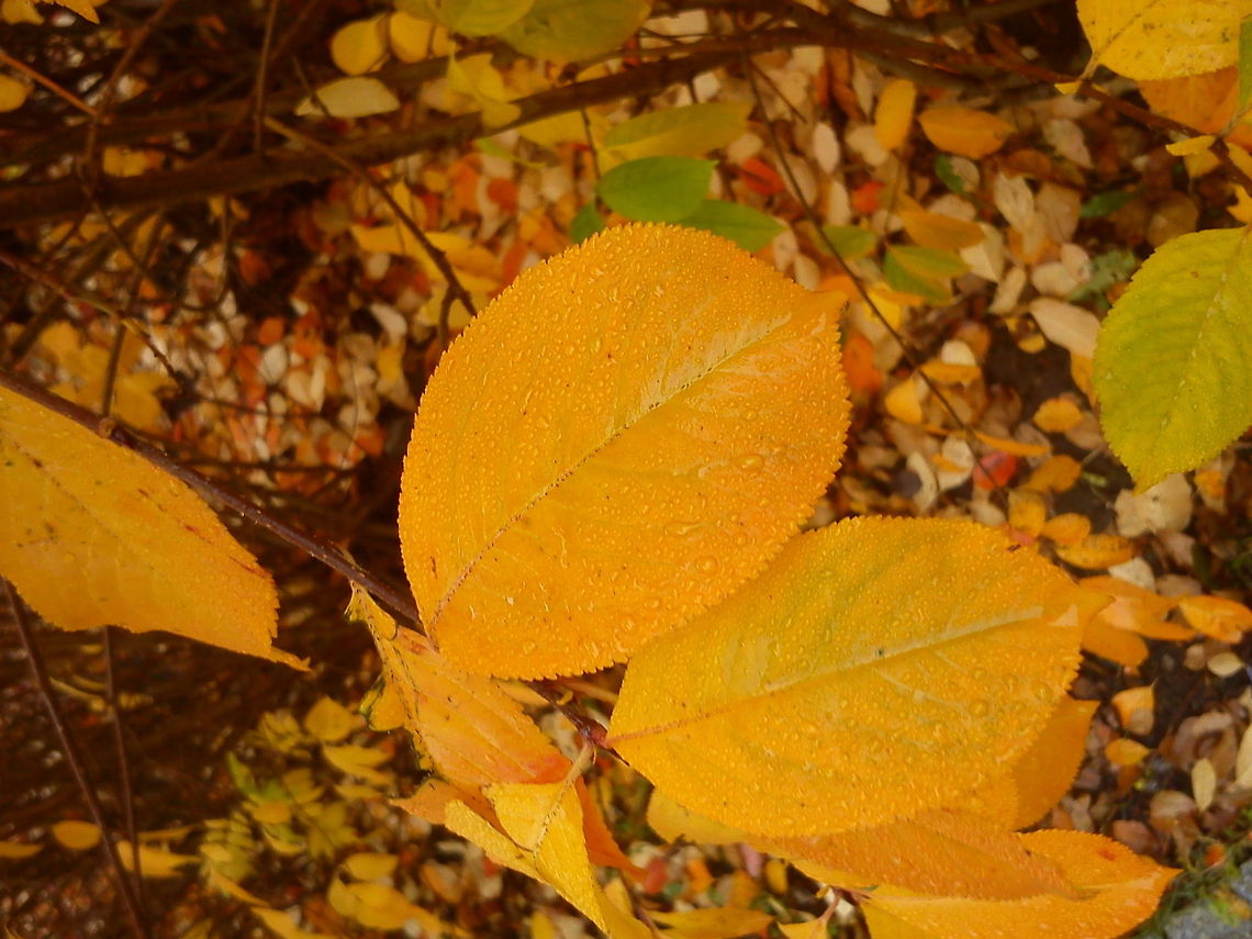 Magic color of Autumn  Geotagged,Norway,Raindrops,color