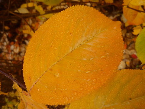 Raindrops  Fall,Geotagged,Norway,Raindrops,autumn,color