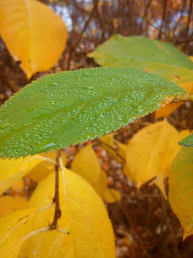 Autumn colors  Fall,Geotagged,Norway,Raindrops,autumn,color