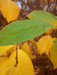 Autumn colors  Fall,Geotagged,Norway,Raindrops,autumn,color