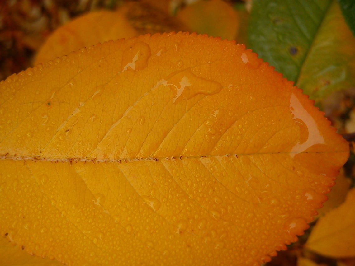 Drops of Fall  Fall,Geotagged,Norway,Raindrops,autumn,color