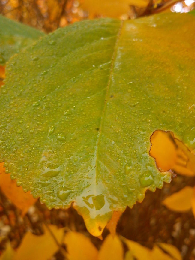 Play of colors  Fall,Geotagged,Norway,Raindrops,autumn,color