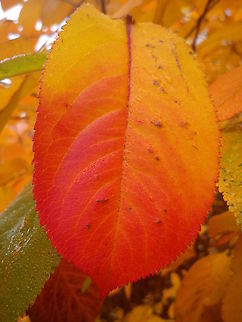 Red & Yellow magic of Fall  Fall,Geotagged,Norway,Raindrops,autumn,color
