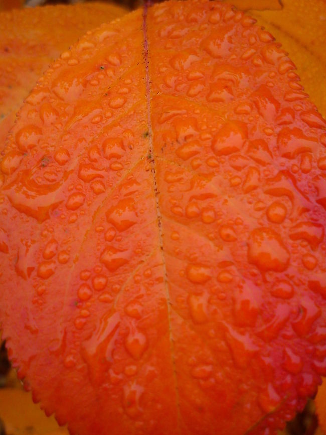 Raindrops in motion  Fall,Geotagged,Norway,Raindrops,autumn,color,colored leaf