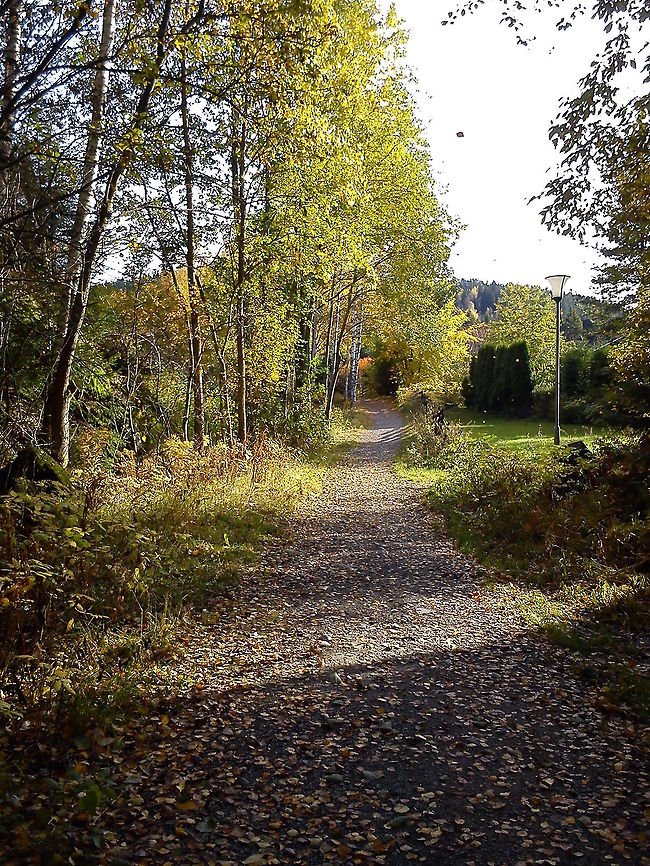 Fall along the trail  Fall,Geotagged,Landscapes,Norway,Traill,autumn,color,landscape