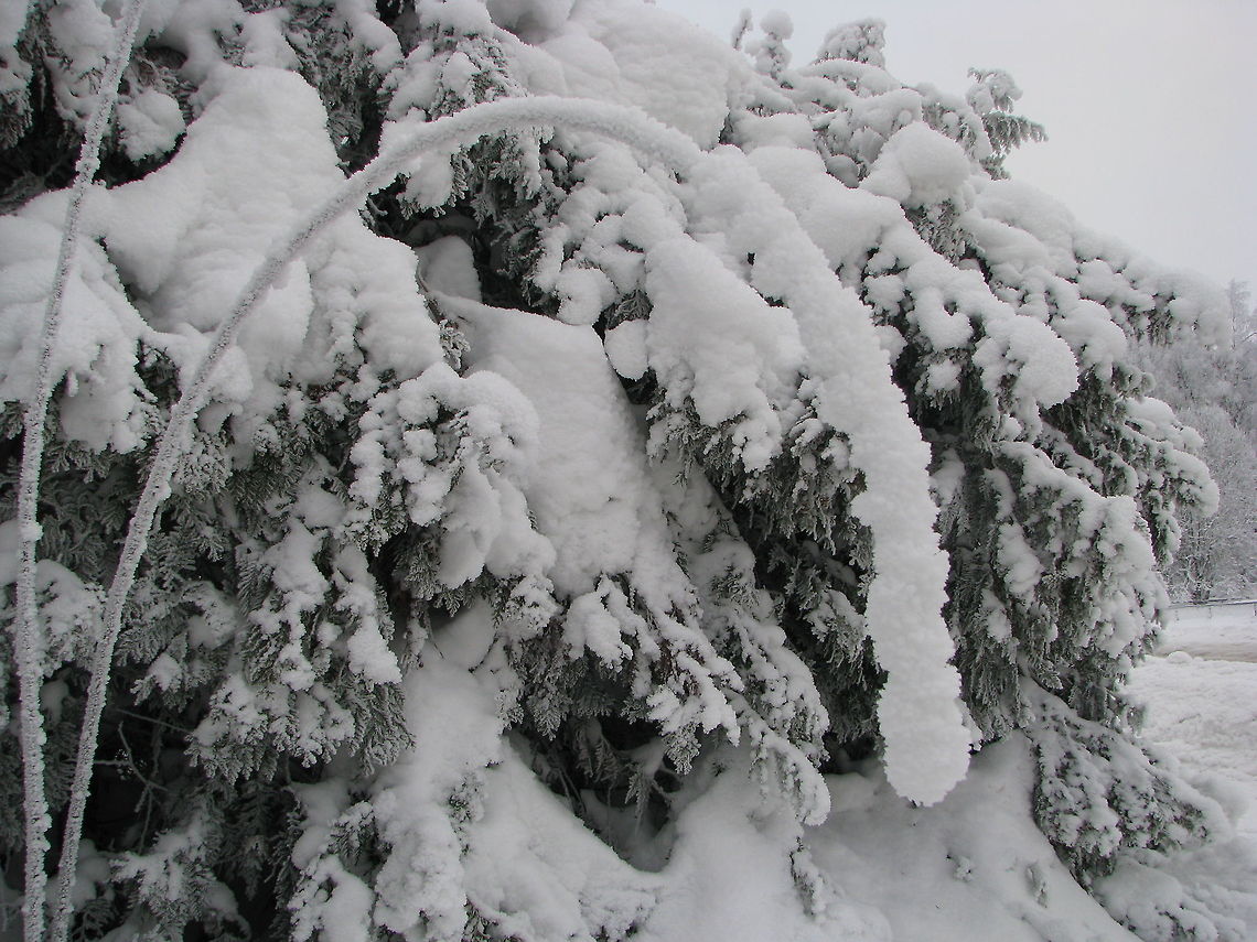 Winter Wonderland  Geotagged,Norway,frost,snow,winter