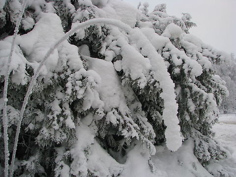 Winter Wonderland  Geotagged,Norway,frost,snow,winter