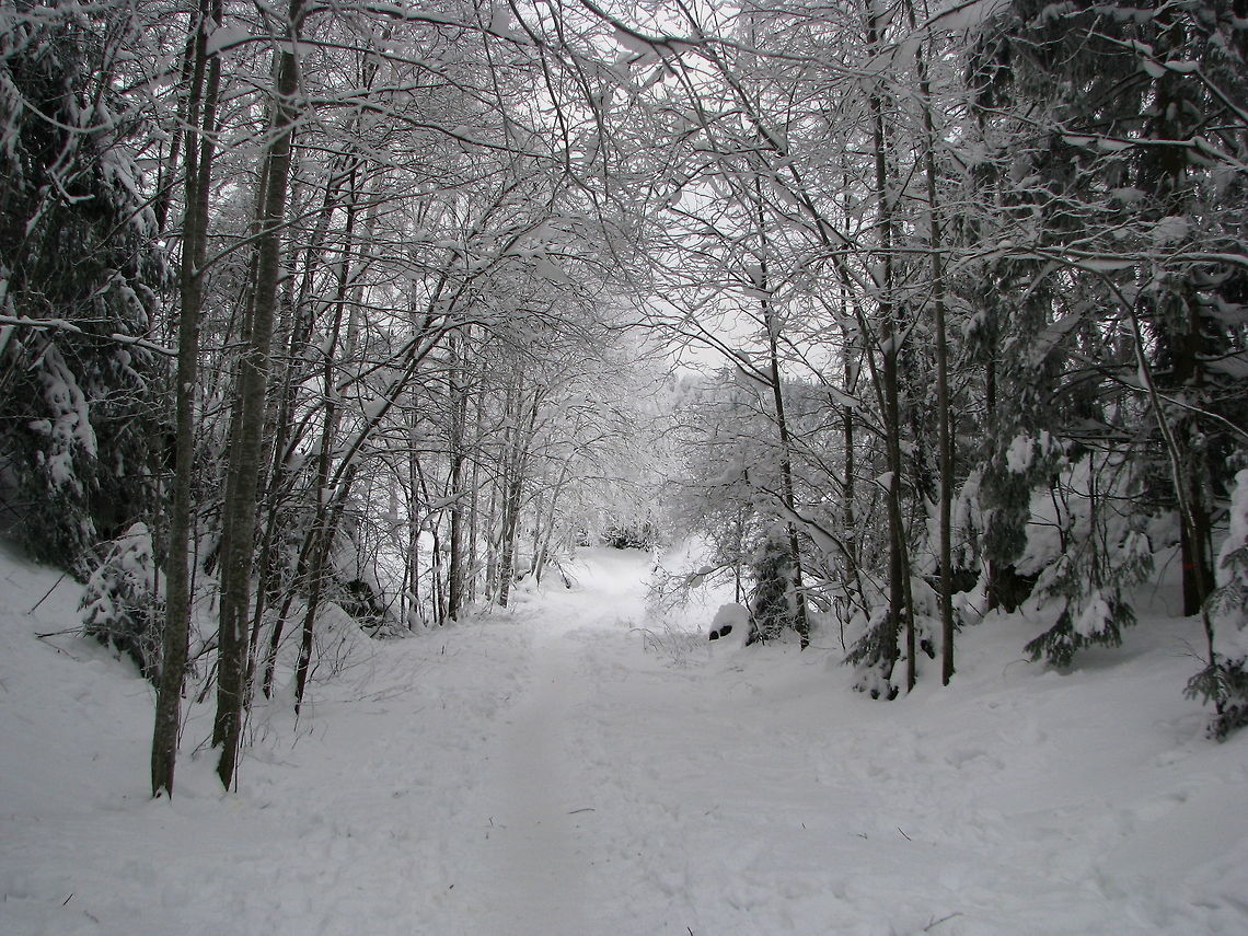 Frosty landscape  Geotagged,Norway,frost,snow,winter